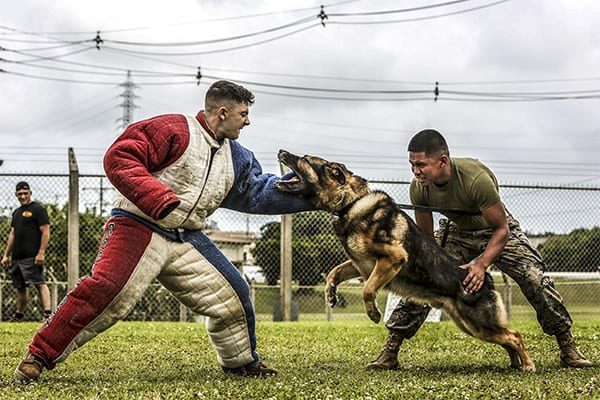 Marine Corps Lance Cpl. Jose Ruiz (right) maintains control of Ciro.